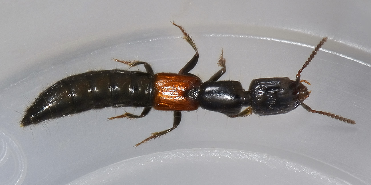 Staphylinidae: Gauropterus fulgidus